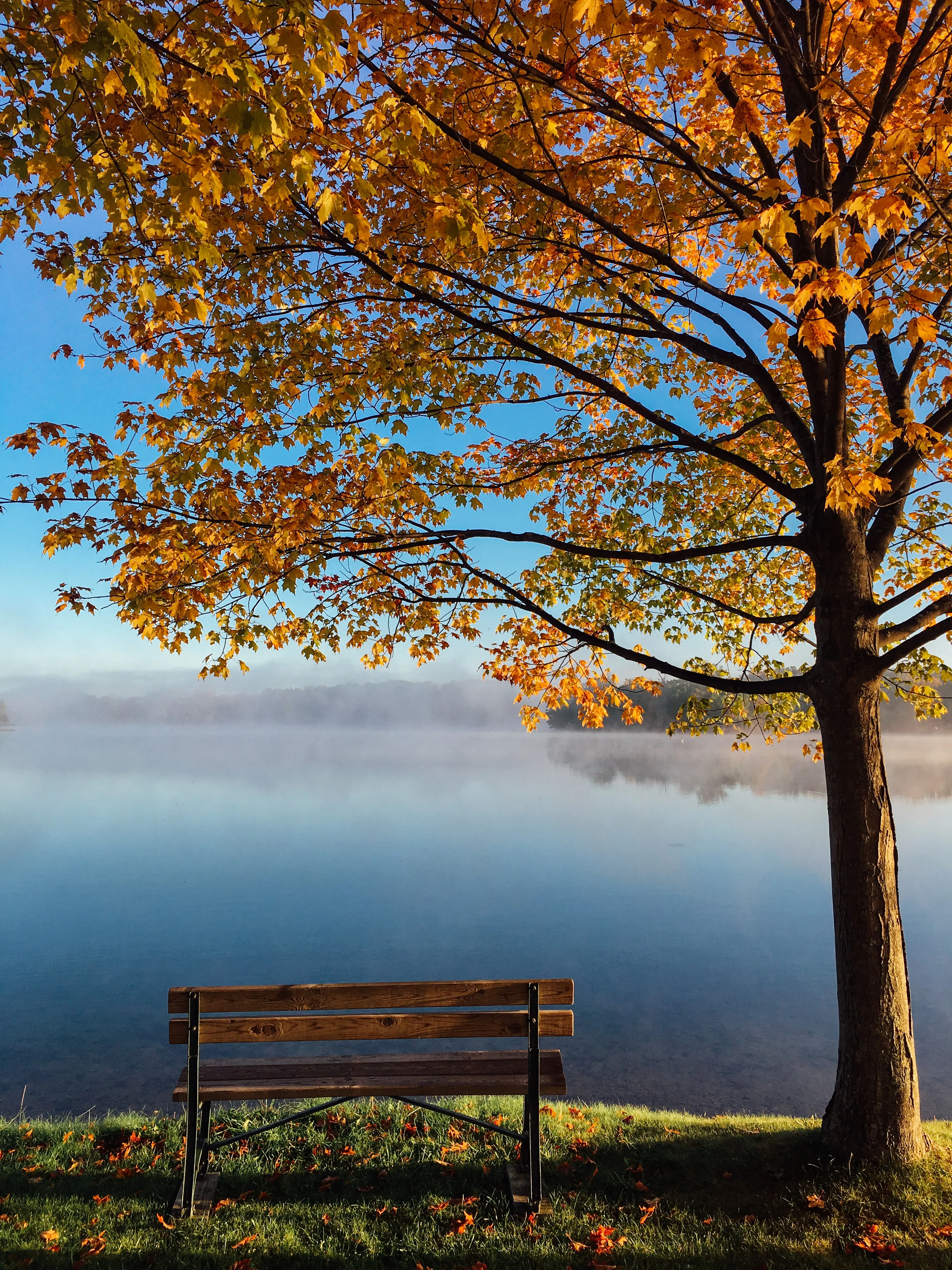 Descarga esta foto HD gratuita de árbol, otoño, hojas y hoja de Aaron Burden (@aaronburden)