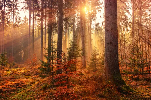 Calor del bosque por el rayo de sol