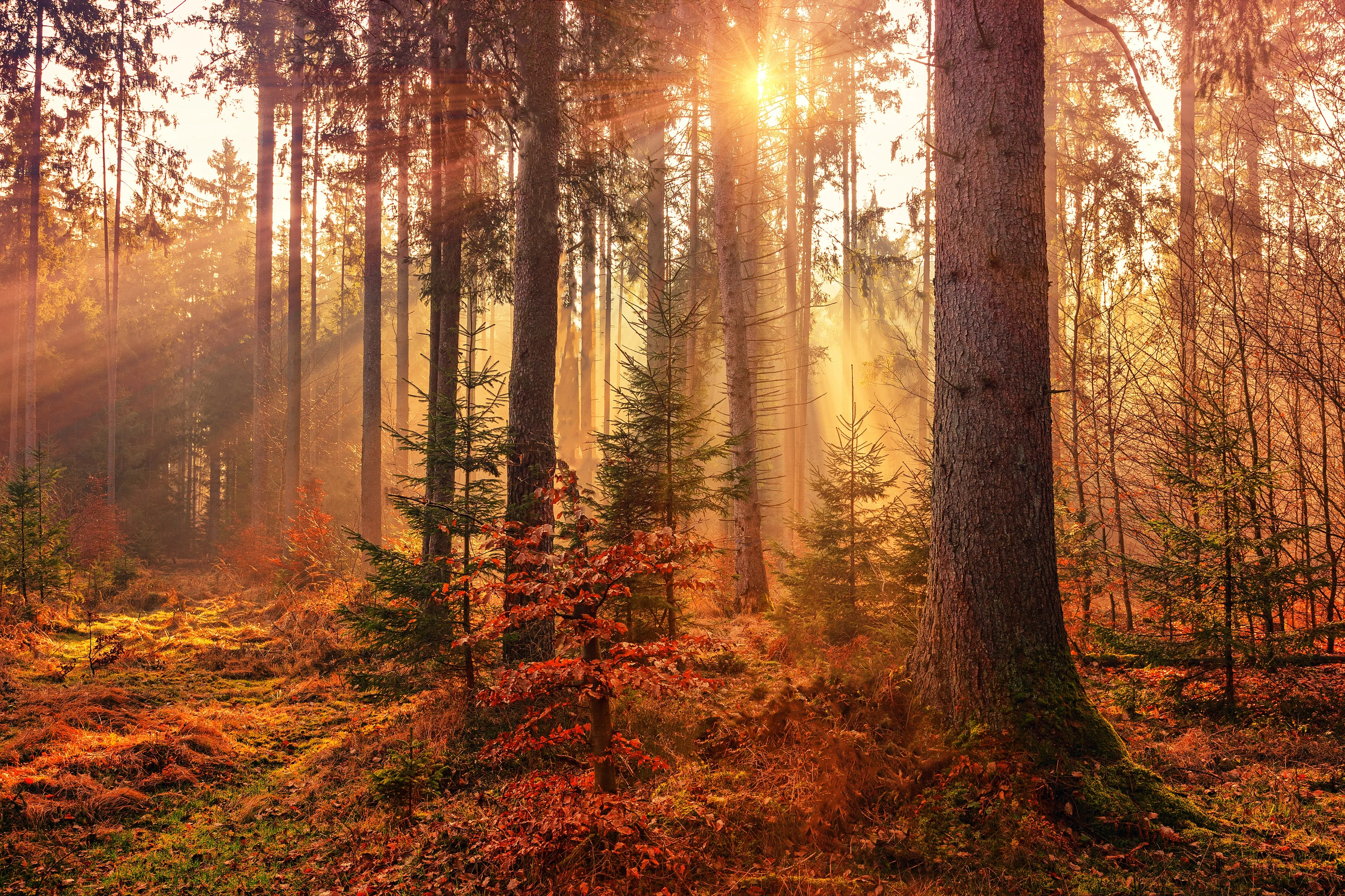 Descarga esta foto HD gratuita de otoño, luz, árboles y rayo de sol de Johannes Plenio (@jplenio)