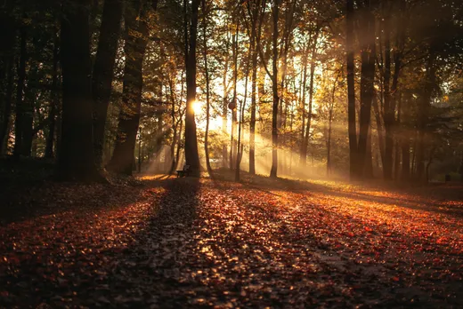 Bosque contra la luz del sol durante el día