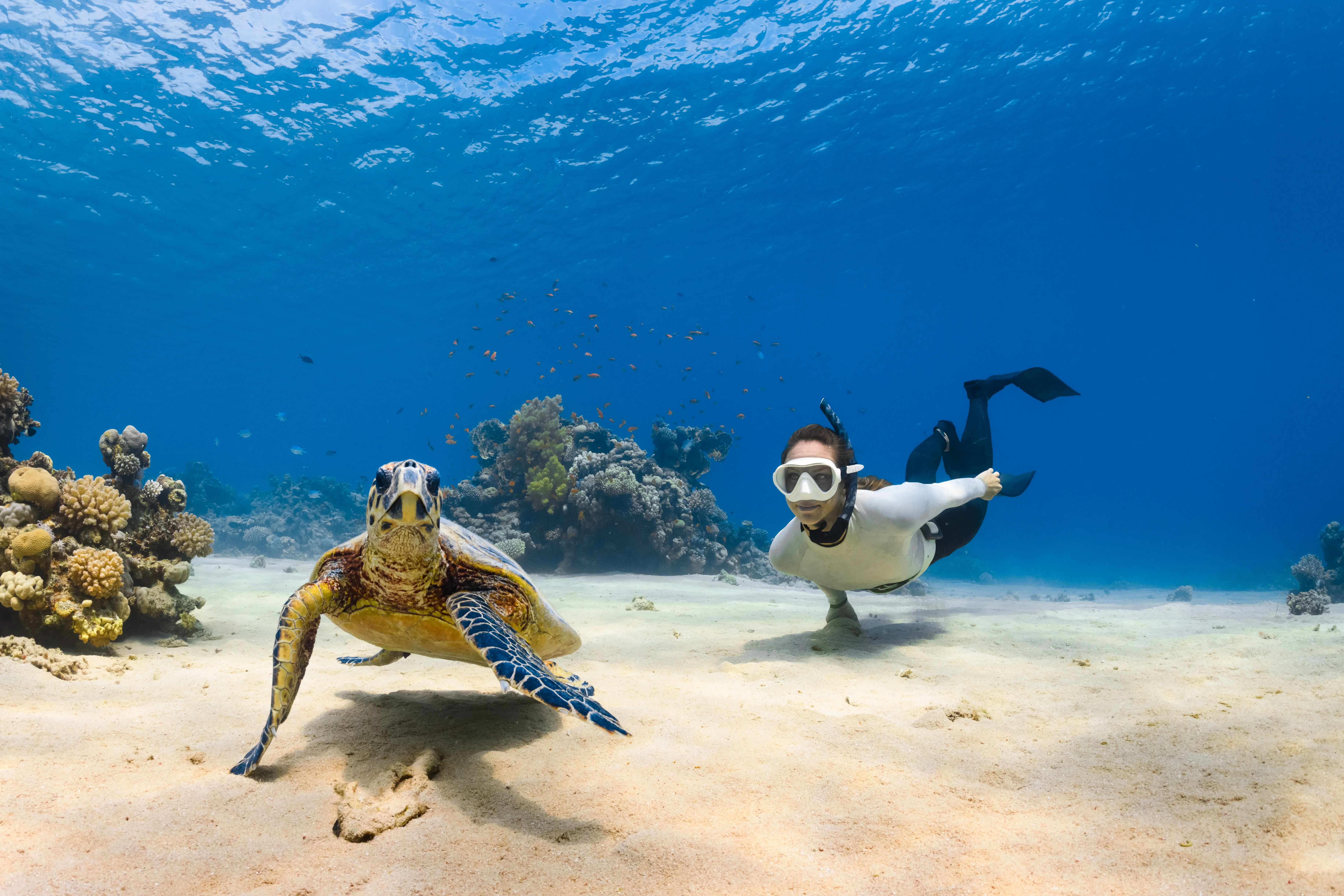 Descarga esta foto HD gratuita de naturaleza, arrecife, mundo natural y pez de NEOM (@neom)